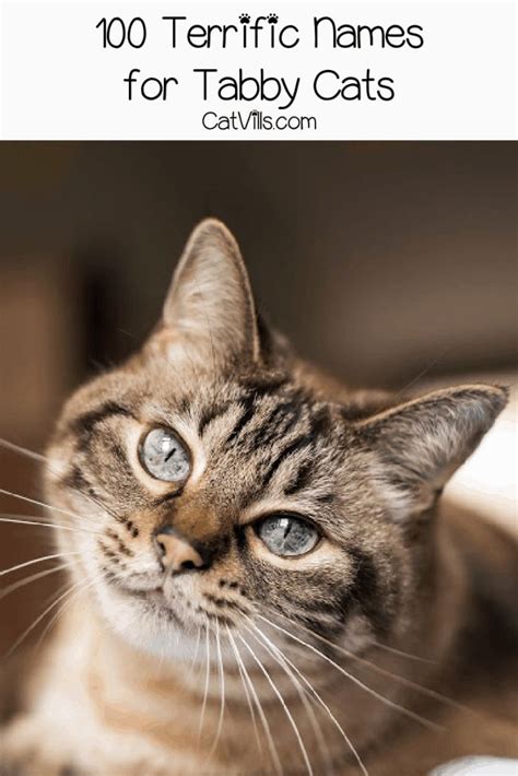 100 Terrific Tabby Cat Names For Your New Feline Friend Tabby Cat