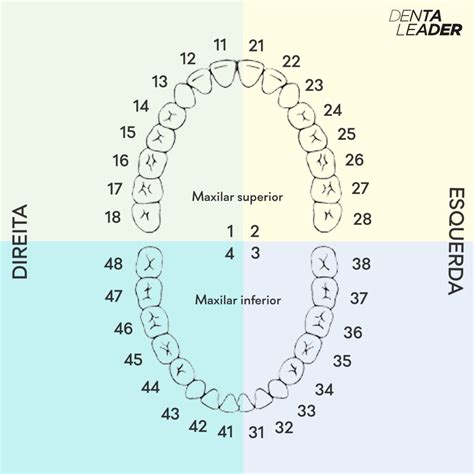 Dentes Nomenclatura Numeracao E Anatomia Kenhub Images