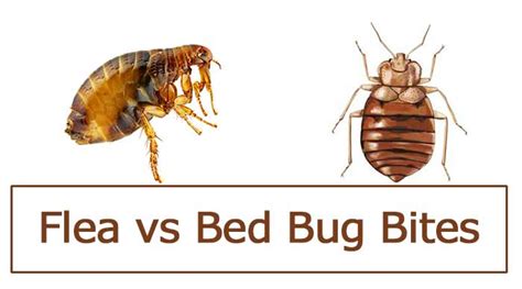 Flea Bites Vs Bed Bug Bites Vs Spider Bites