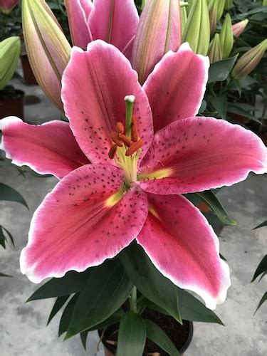 Buy Lily Bulbs Sunny Martinique Oriental Lily Gold Medal Winning