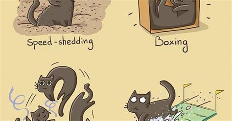 Mystery Fanfare Cartoon Of The Day Cat Olympics