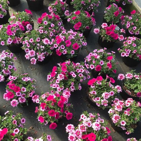 Confetti Garden Shocking Pink From Saunders Brothers Inc