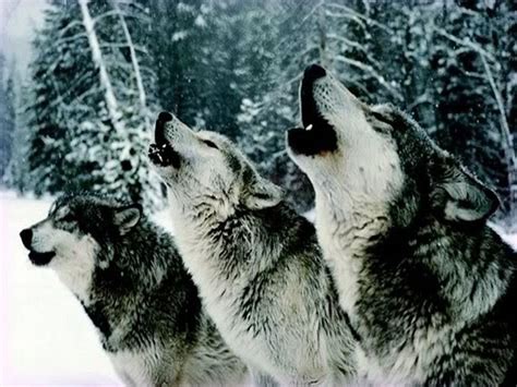 Wolf Pack Wallpapers Top Free Wolf Pack Backgrounds Wallpaperaccess
