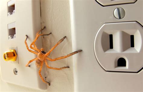 Pavouci doslova nesnáší když uděláte jednu věc Zkuste to a už je doma
