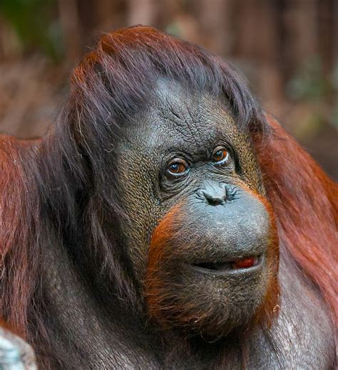 Chester Zoo Pays Tribute After Beloved Bornean Orangutan Martha Dies