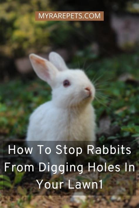 How To Stop Rabbits From Digging Holes In Your Lawn