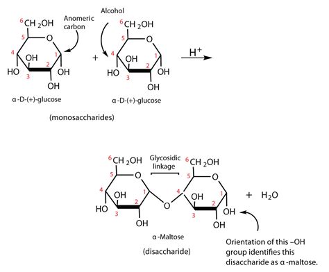 Disaccharides The Basics Of General Organic And Biological