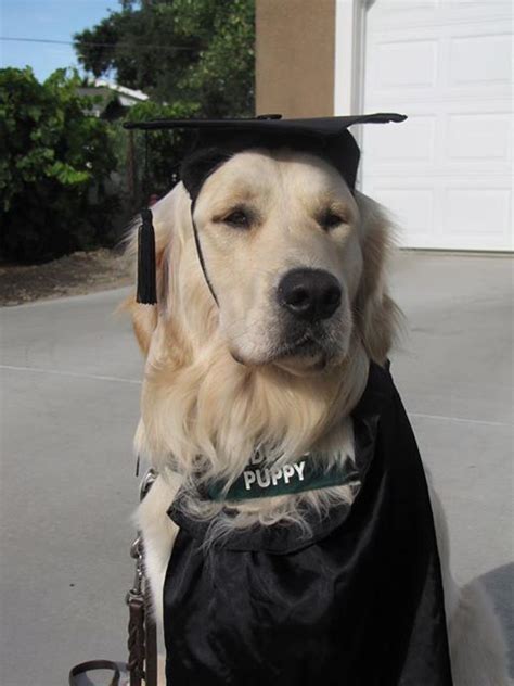 Guide Pup Graduation Natural Balance Facebook Fan Photo From Terry