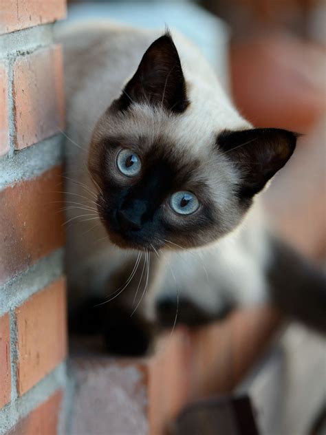 A Collection Of The Best 47 Siamese Cat Wallpapers And Backgrounds Available For Download For