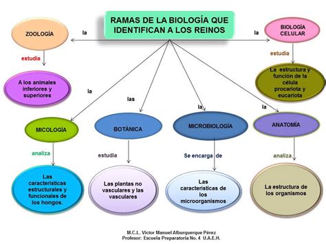 Cuadro Sinoptico De Las Ramas De La Biologia Coggle Diagram Images