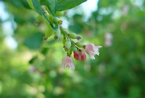 Symphoricarpos Albus Common Snowberry