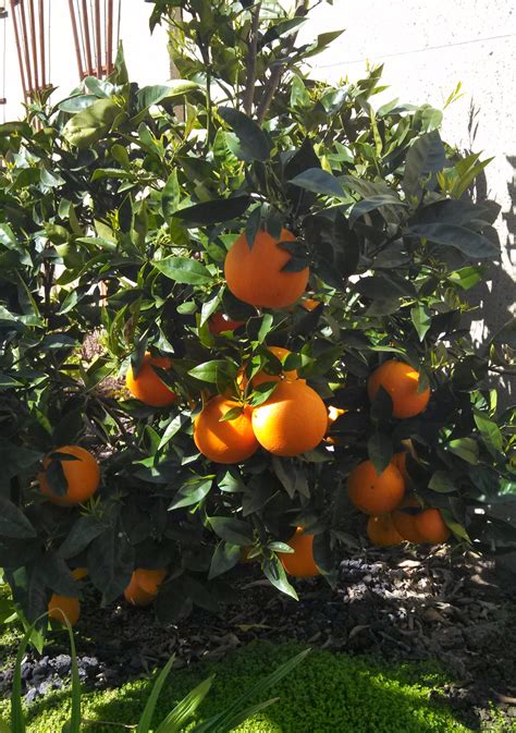 Navel Oranges Ready To Harvest Thyme To Grow