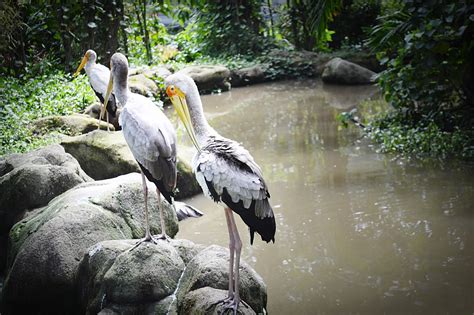 Kuala lumpur atau kl adalah ibu kota dan kota terbesar di malaysia. Taman Burung, Kuala Lumpur (Bird Park, Kuala Lumpur ...