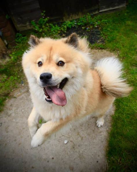 The Chow Chow Husky Mix Is A Fluffy Ball Of Adorable But Is It For You