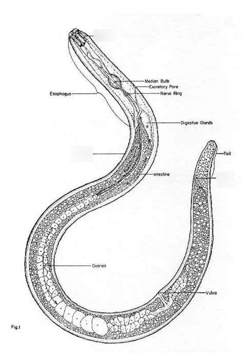 Nematoderoundworm Structure Diagram Quizlet