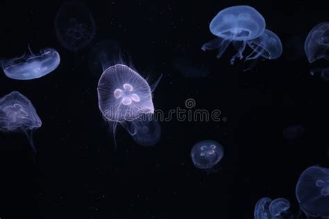 Amazing Colorful Jellyfish Swimming Underwater Jellyfish Moving In