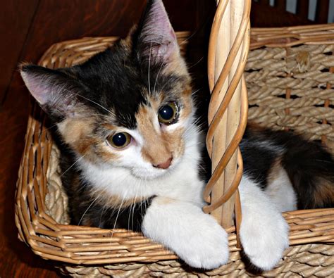 My Cute Kitty In Basket Cute Cats Kitty Cats