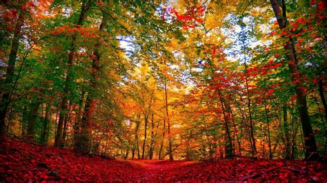 Autumn Nature Autumn Forest Autumn Trees Fall Leaves Forest