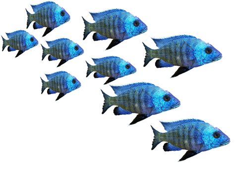 Transparent School Fish