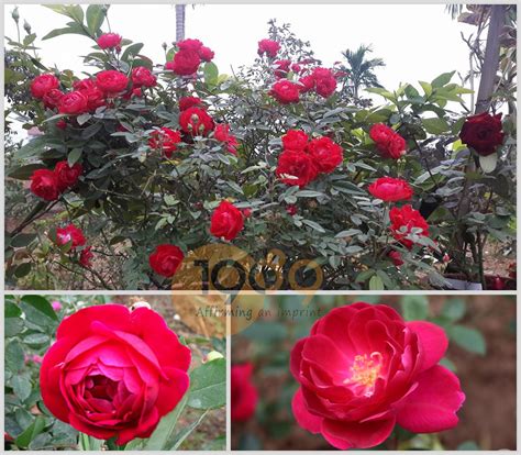 23 Mẫu Các Loại Hoa Hồng đẹp Nhất Cho Vườn Của Bạn