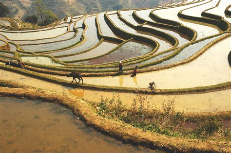 Rice Fields Of Yunnan China Nature Photography Landscape Science