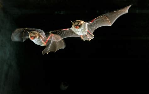 Bats Offer Covid 19 Treatment Clues Scientists Say Fox News