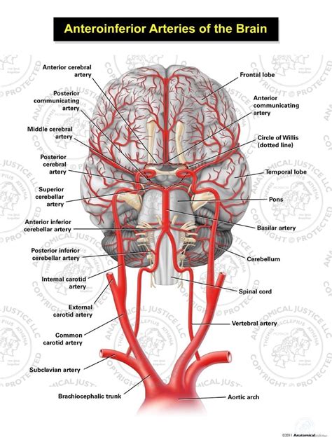 Internal carotid artery (anterior circulation), vertebral artery (posterior circulation), and their hexagonal anastomotic network called blood brain barrier refers to the wall between the brain tissue and blood vessels. Anteroinferior Arteries of the Brain
