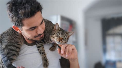 How Do Cats Choose Their Favorite Person Heres What To Know