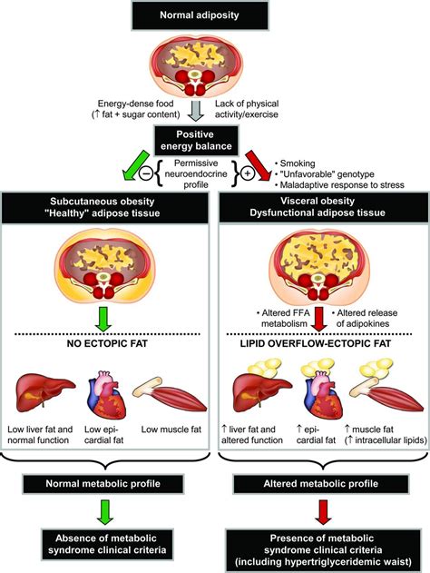 Body Fat Distribution And Risk Of Cardiovascular Disease Circulation