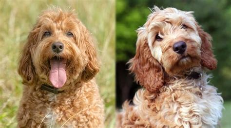 Speaking of, we've been collecting weight data in our doodle characteristics survey and doodle growth calculator. Goldendoodle vs. Cockapoo: Breed Differences and Similarities