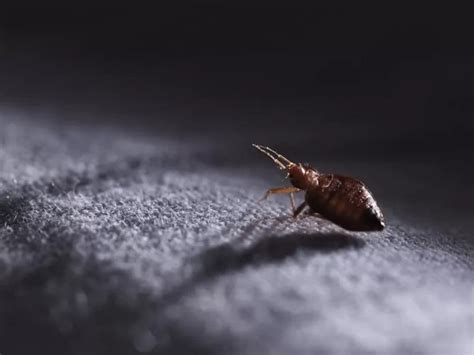 How To Use Borax Kill Fleas On Carpet