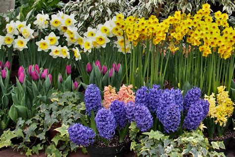 10 Spring Bulbs An Easy List Of Stunning Spring Bloomers
