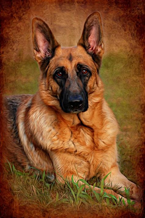 German Shepherd Dog Portrait Photograph By Angie Tirado