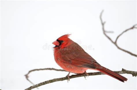 Northern Cardinal Perched On Branch Stock Image Image Of Northern