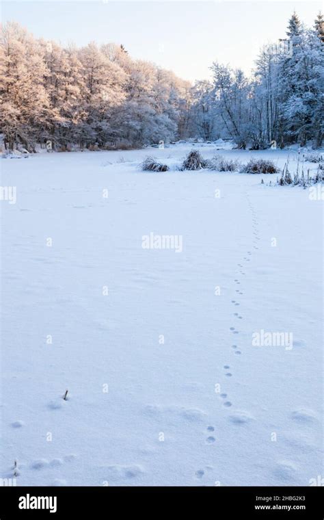 Fox Tracks In Winter Landscape Stock Photo Alamy