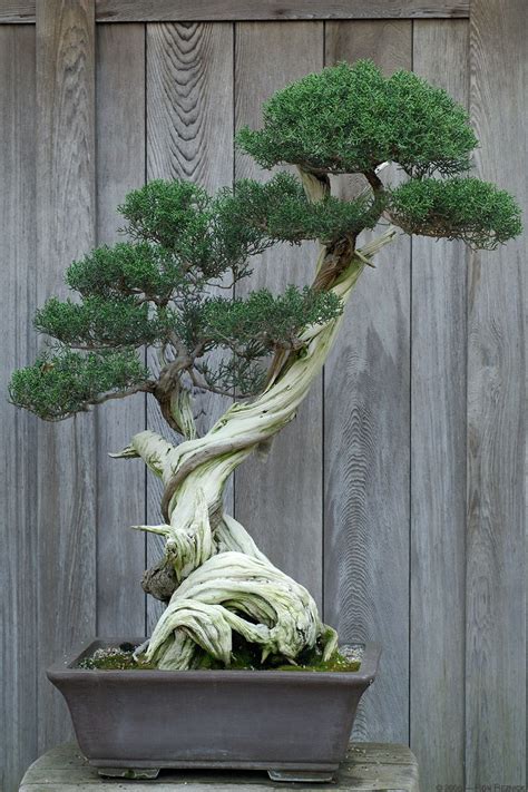 bonsai juniper bonsai tree care bonsai art bonsai tree