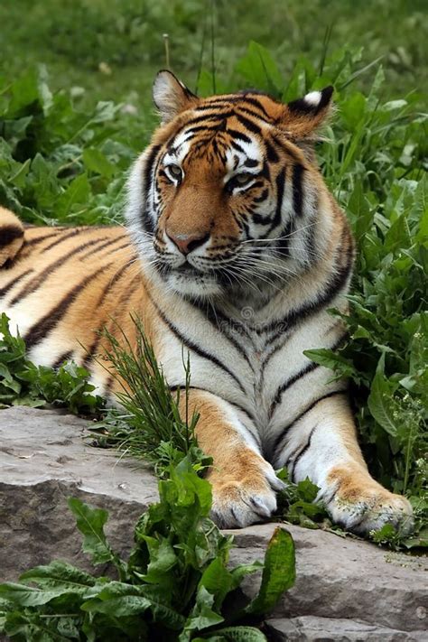 Female Tiger Stock Image Image Of Instincts Carnivore 5347277