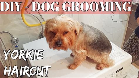Take your yorkie for weekly veterinarian visit to maintain his health. DIY - How to Groom A Yorkshire Terrier "Yorkie" puppy Dog Haircut at home - YouTube
