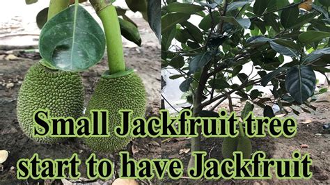 Amazing Small Jackfruit Tree Start To Have Jackfruit Natural Life