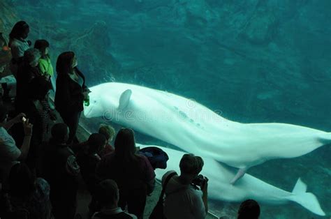 Mating Beluga Whales Editorial Photo Image Of Crowd 20926341