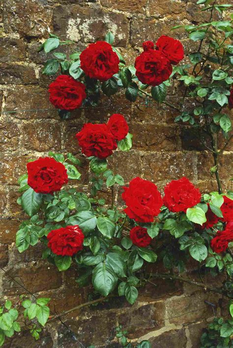 9 Great Varieties Of Climbing Roses