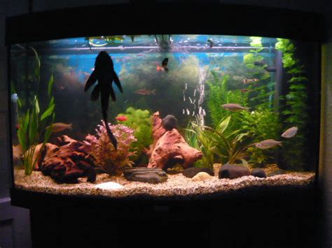 Real sharks, however, are becoming a popular household pet (at least for those who can afford the tanks to keep them in). Photo #2 - My Planted Tropical Fish Tank | RateMyFishTank.com