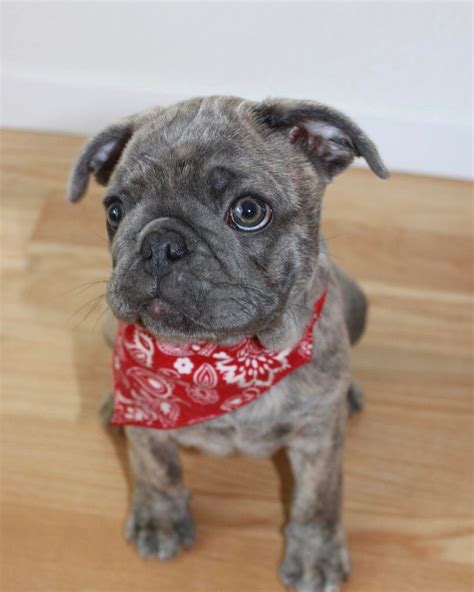 French bulldogs are an intelligent breed, however their willful, stubborn. This is a Frug Puppy, a French Bulldog and Pug mix | Pug ...