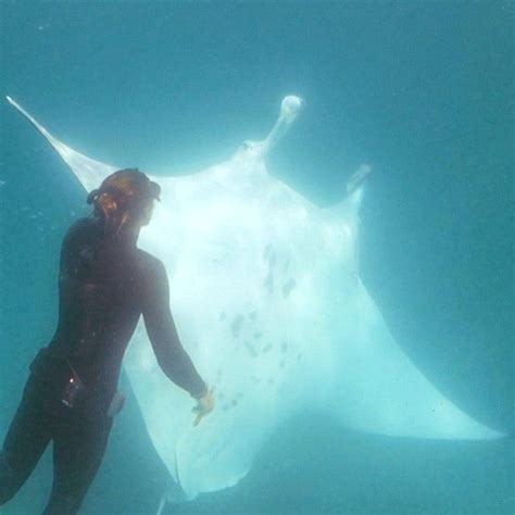 Manta Ray With Fishhook Near Eye Seemingly Asked Divers For Help