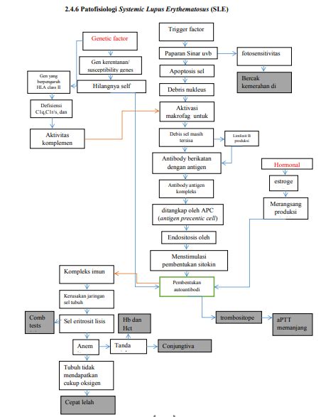 Systemic Lupus Erythematosus Final Concept Map Patofisiologi