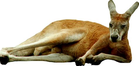 Kangaroo Png Transparent Image Download Size 2100x1003px