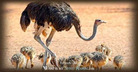 Ostrich And Emu Symbolism And Meaning Spirit Totem And Power Animal