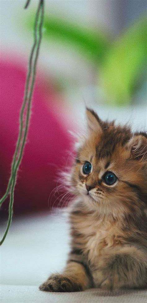 Pin By Pennie Lobin On Wallpapers Pretty Cats Kittens