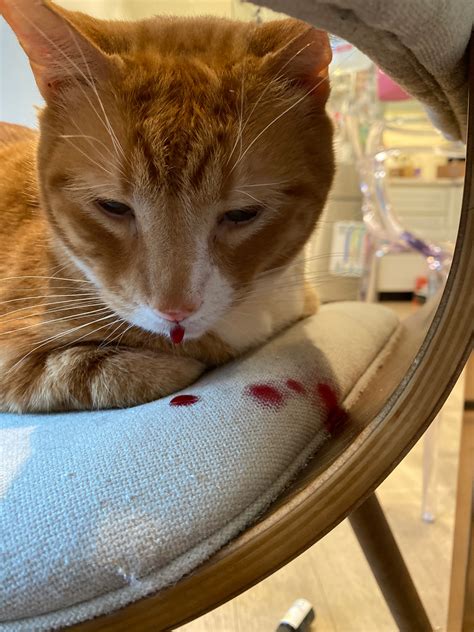 Cat Bleeding From Mouth