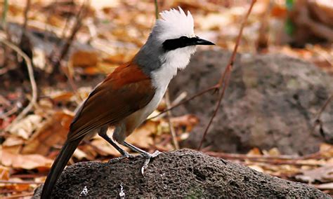 The Charismatic White Crested Laughingthrush